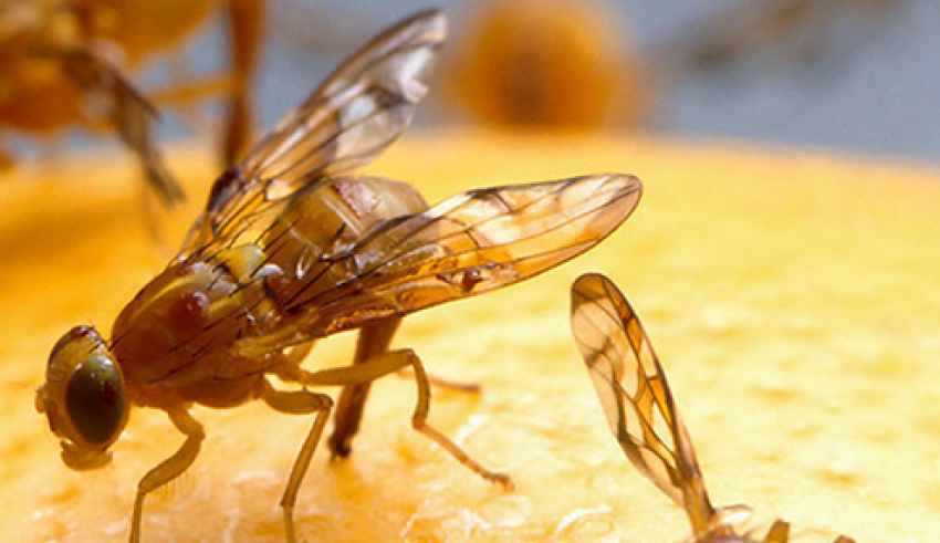 Fruit Flies