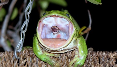 Frog Swallowing Snake