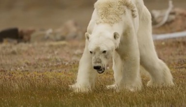 Polar Bear